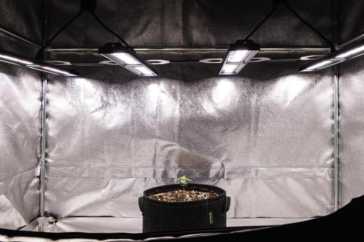 Royal Creamatic - Farm #21. Week 1 - Royal Creamatic - Day 1.