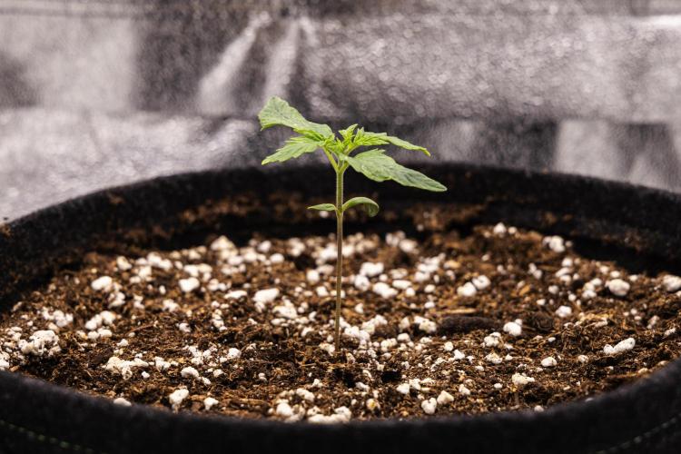 Royal Creamatic - Farm #21. Week 1 - Royal Creamatic - Day 1.