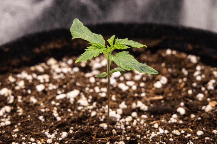 Royal Creamatic - Farm #21. Week 1 - Royal Creamatic - Day 1.