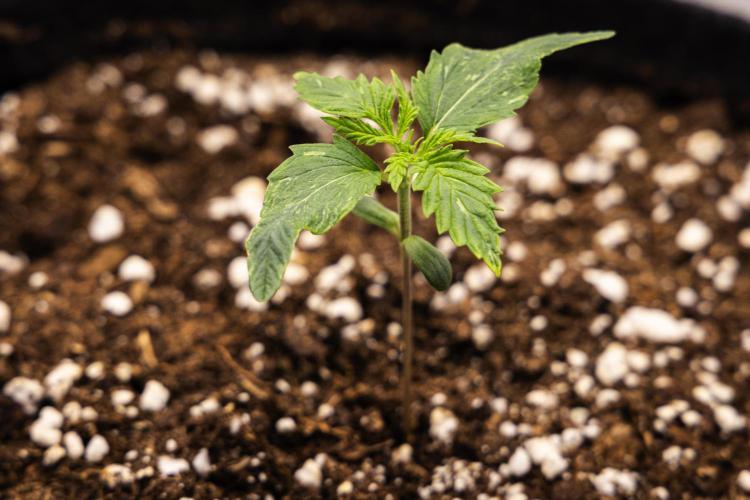 Royal Creamatic - Farm #21. Week 1 - Royal Creamatic - Day 1.