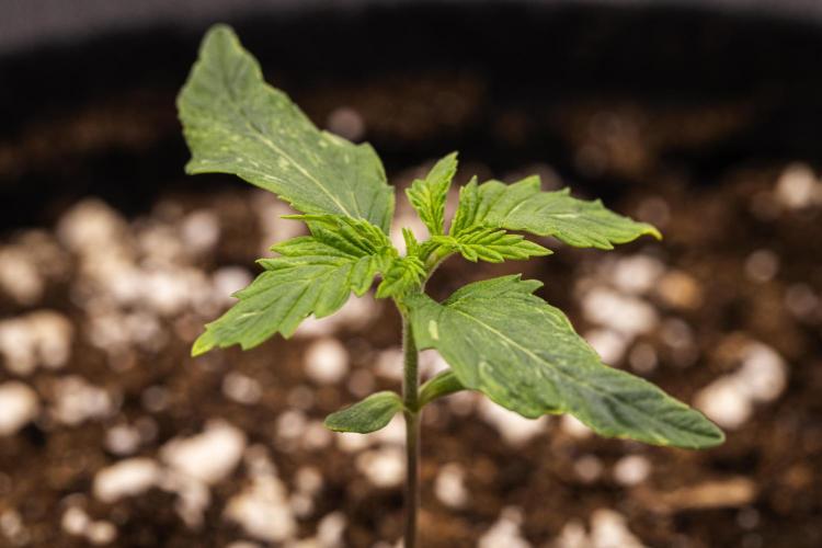 Royal Creamatic - Farm #21. Week 1 - Royal Creamatic - Day 1.