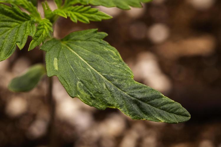 Royal Creamatic - Farm #21. Week 1 - Royal Creamatic - Day 1.