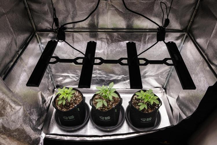 Royal Creamatic - Farm #21. Week 1 - Butterflies Little Farm - Day 7.