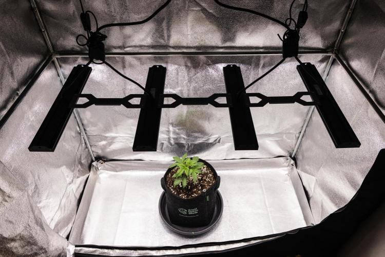 Royal Creamatic - Farm #21. Week 1 - Royal Creamatic - Day 7.