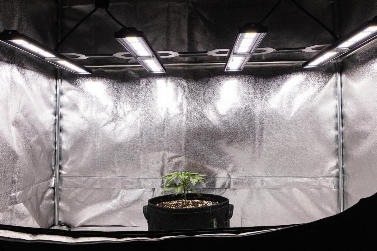 Royal Creamatic - Farm #21. Week 1 - Royal Creamatic - Day 7.