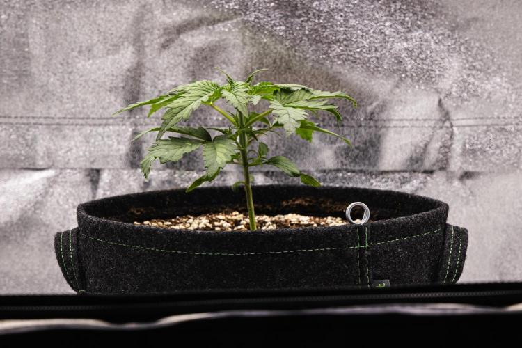 Royal Creamatic - Farm #21. Week 1 - Royal Creamatic - Day 7.