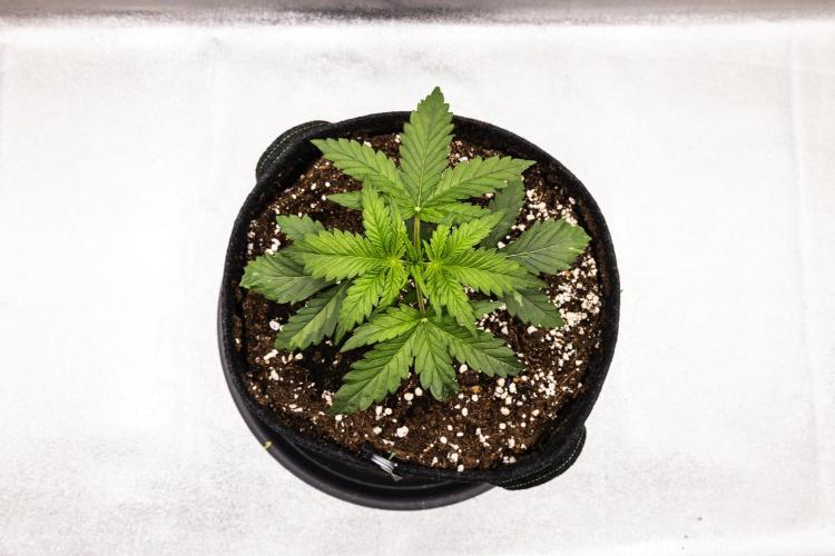 Royal Creamatic - Farm #21. Week 1 - Royal Creamatic - Day 7.