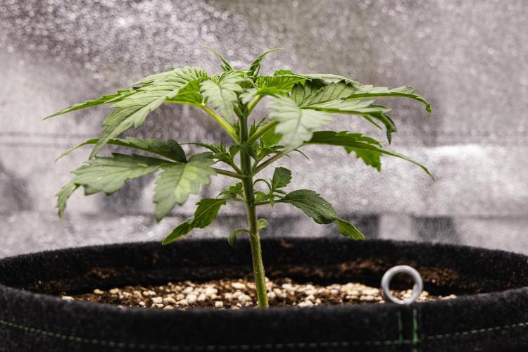 Royal Creamatic - Farm #21. Week 1 - Royal Creamatic - Day 7.