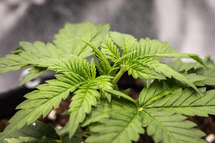 Royal Creamatic - Farm #21. Week 1 - Royal Creamatic - Day 7.