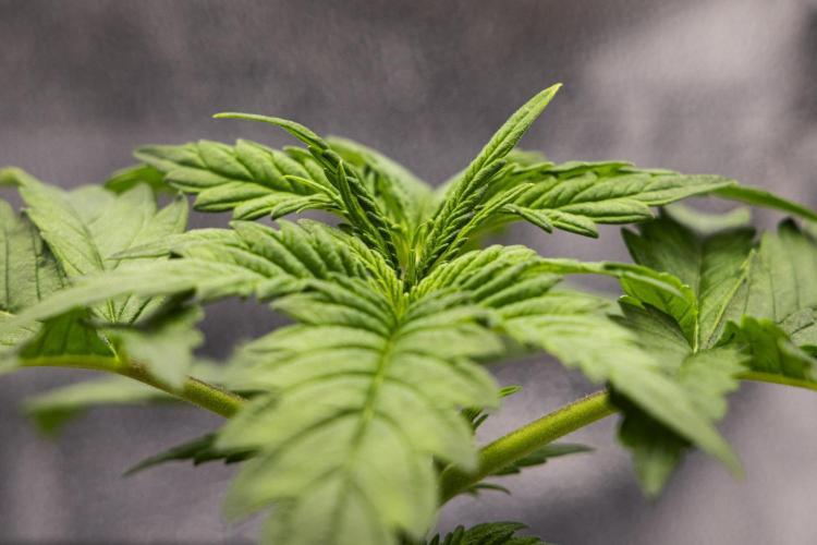 Royal Creamatic - Farm #21. Week 1 - Royal Creamatic - Day 7.