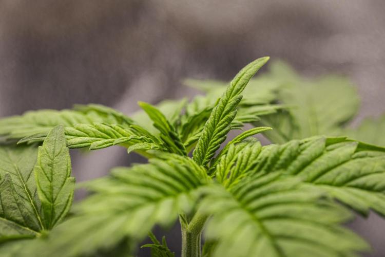 Royal Creamatic - Farm #21. Week 1 - Royal Creamatic - Day 7.