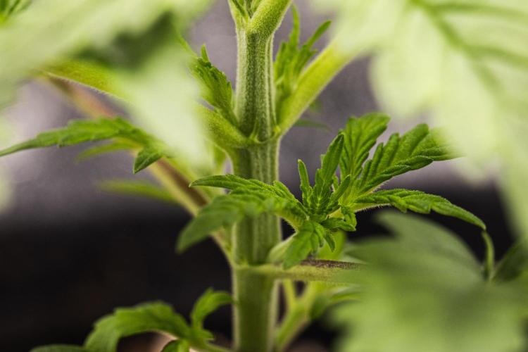 Royal Creamatic - Farm #21. Week 1 - Royal Creamatic - Day 7.