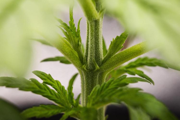 Royal Creamatic - Farm #21. Week 1 - Royal Creamatic - Day 7.