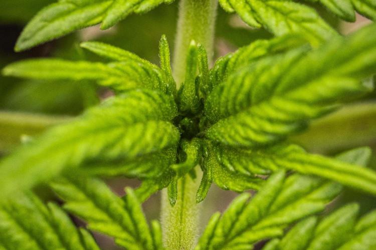 Royal Creamatic - Farm #21. Week 1 - Royal Creamatic - Day 7.