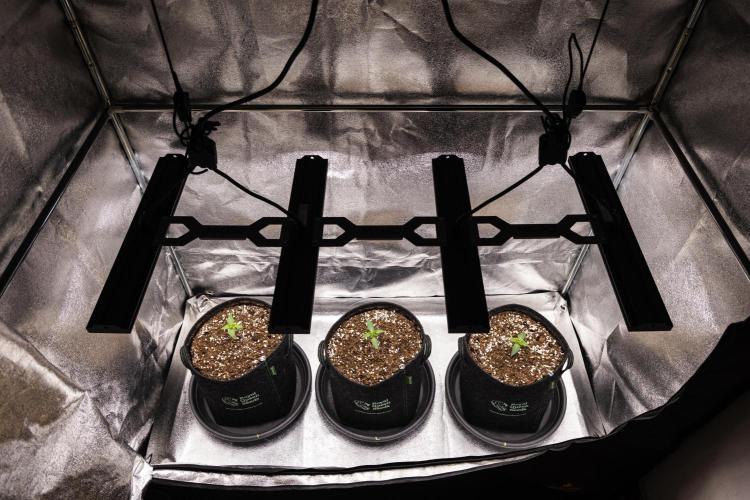 Sticky Queen - Farm #21. Week 1 - Butterflies Little Farm - Day 1.