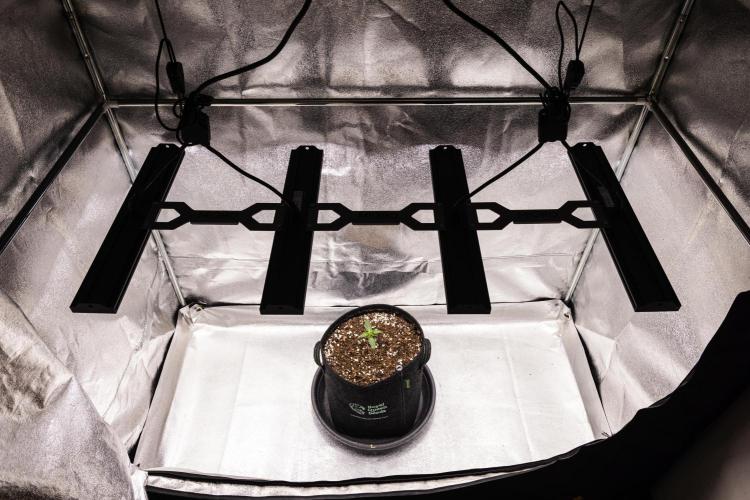 Sticky Queen - Farm #21. Week 1 - Sticky Queen - Day 1.