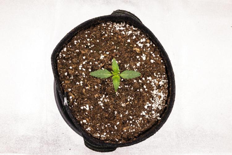 Sticky Queen - Farm #21. Week 1 - Sticky Queen - Day 1.