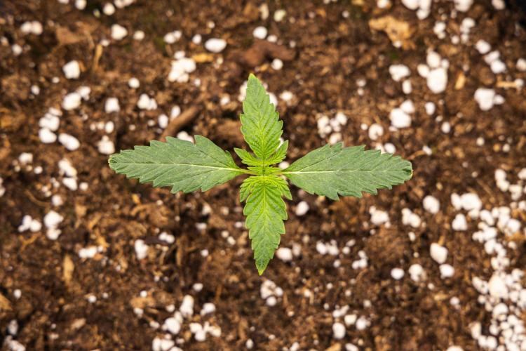 Sticky Queen - Farm #21. Week 1 - Sticky Queen - Day 1.