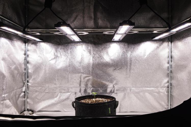 Sticky Queen - Farm #21. Week 1 - Sticky Queen - Day 1.