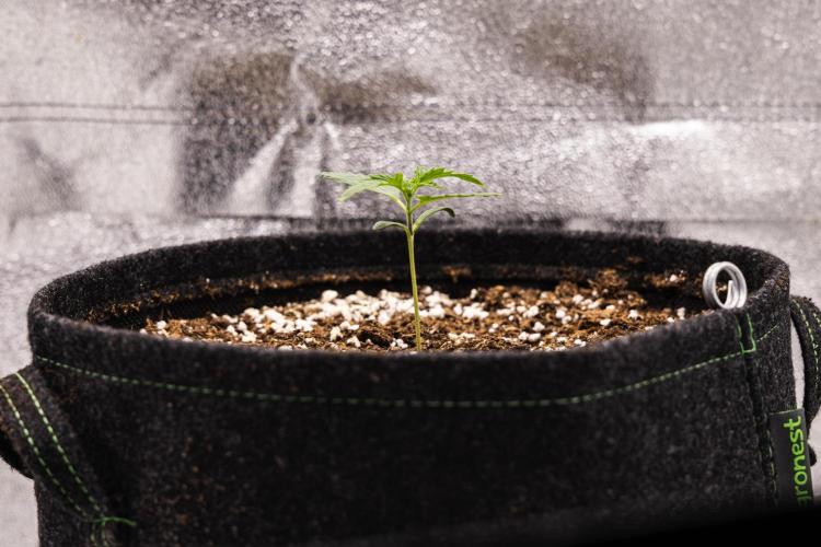 Sticky Queen - Farm #21. Week 1 - Sticky Queen - Day 1.