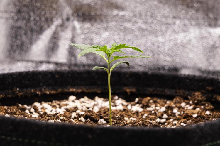 Sticky Queen - Farm #21. Week 1 - Sticky Queen - Day 1.