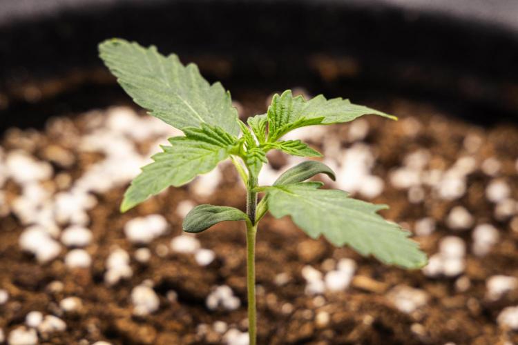 Sticky Queen - Farm #21. Week 1 - Sticky Queen - Day 1.