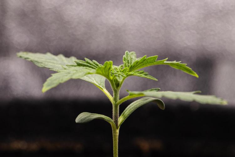 Sticky Queen - Farm #21. Week 1 - Sticky Queen - Day 1.