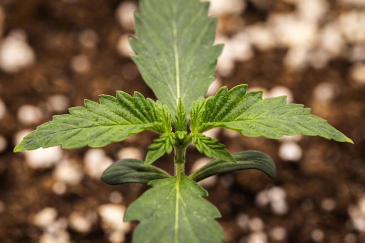 Sticky Queen - Farm #21. Week 1 - Sticky Queen - Day 1.