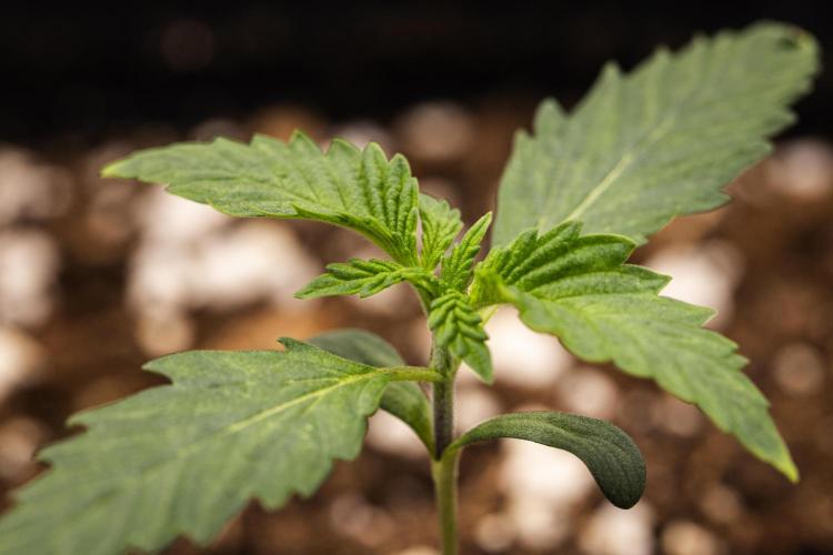 Sticky Queen - Farm #21. Week 1 - Sticky Queen - Day 1.