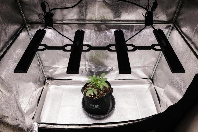 Sticky Queen - Farm #21. Week 1 - Sticky Queen - Day 7.