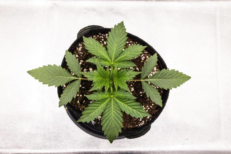 Sticky Queen - Farm #21. Week 1 - Sticky Queen - Day 7.