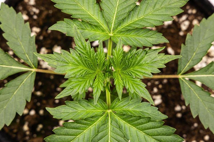 Sticky Queen - Farm #21. Week 1 - Sticky Queen - Day 7.