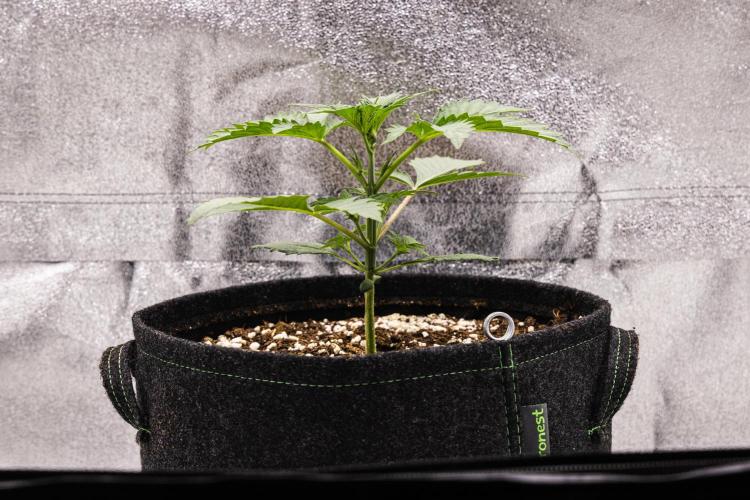 Sticky Queen - Farm #21. Week 1 - Sticky Queen - Day 7.