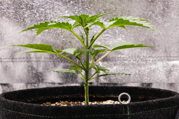 Sticky Queen - Farm #21. Week 1 - Sticky Queen - Day 7.