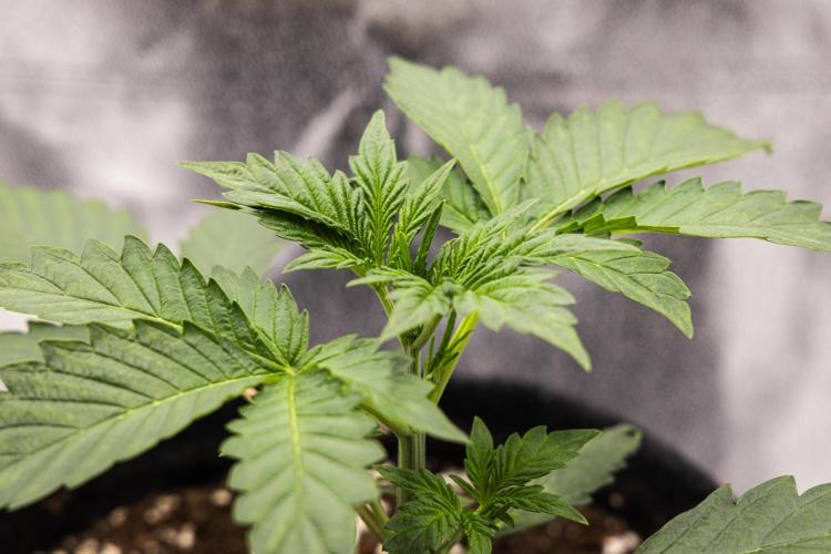 Sticky Queen - Farm #21. Week 1 - Sticky Queen - Day 7.