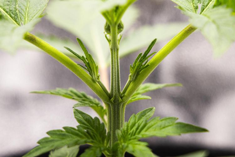 Sticky Queen - Farm #21. Week 1 - Sticky Queen - Day 7.