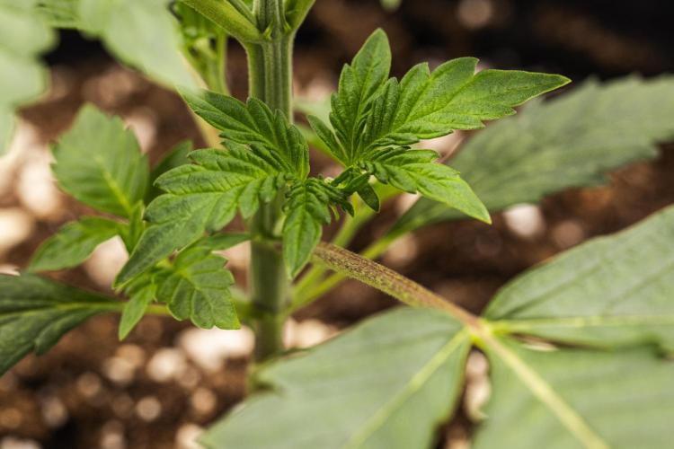 Sticky Queen - Farm #21. Week 1 - Sticky Queen - Day 7.