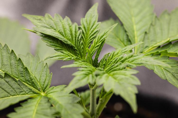 Sticky Queen - Farm #21. Week 1 - Sticky Queen - Day 7.