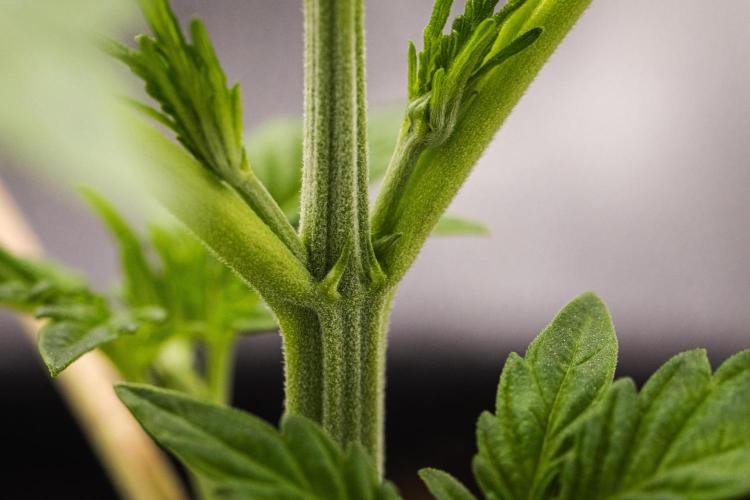 Sticky Queen - Farm #21. Week 1 - Sticky Queen - Day 7.