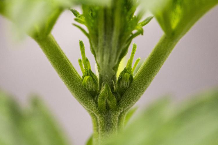 Sticky Queen - Farm #21. Week 1 - Sticky Queen - Day 7.