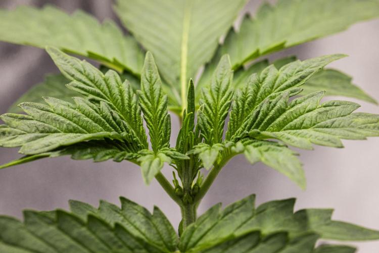 Sticky Queen - Farm #21. Week 1 - Sticky Queen - Day 7.