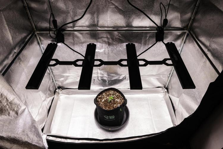 Tropicana Cookies Purple - Farm #21. Week 1 - Tropicana Cookies - Day 1.