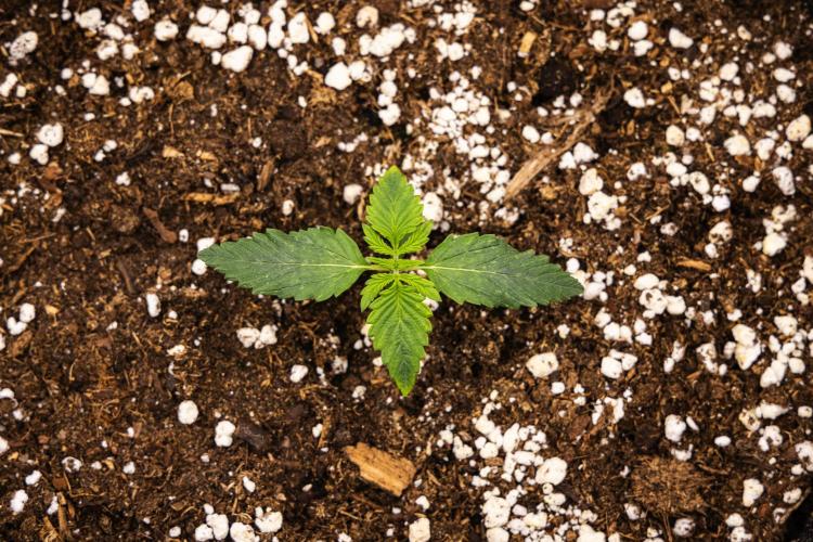 Tropicana Cookies Purple - Farm #21. Week 1 - Tropicana Cookies - Day 1.