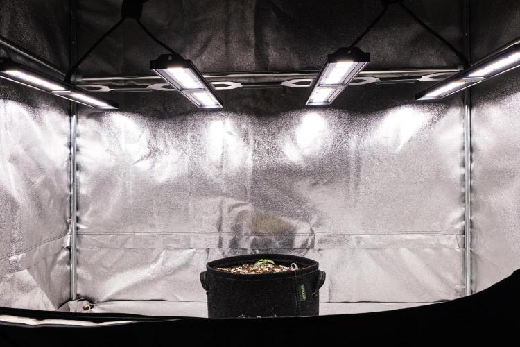 Tropicana Cookies Purple - Farm #21. Week 1 - Tropicana Cookies - Day 1.