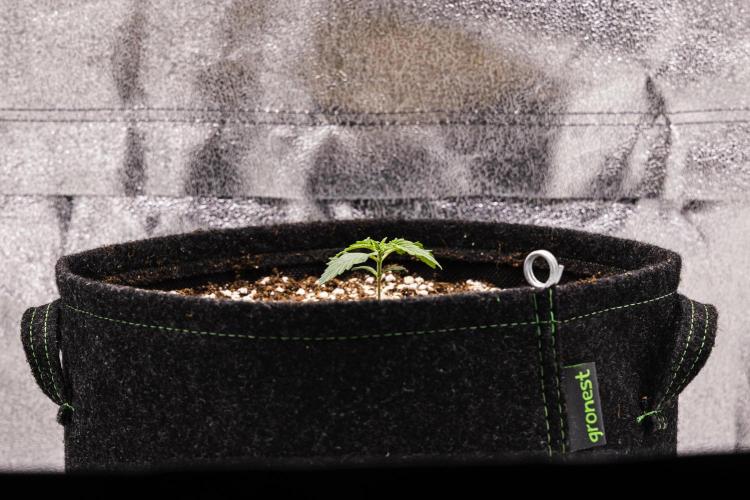 Tropicana Cookies Purple - Farm #21. Week 1 - Tropicana Cookies - Day 1.