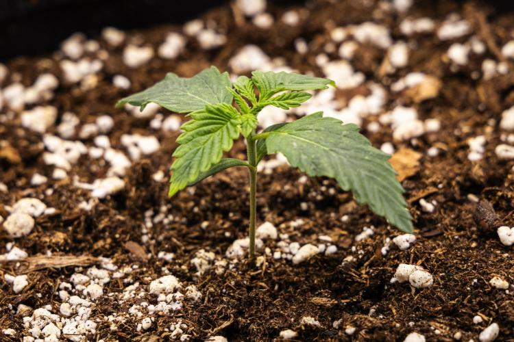 Tropicana Cookies Purple - Farm #21. Week 1 - Tropicana Cookies - Day 1.