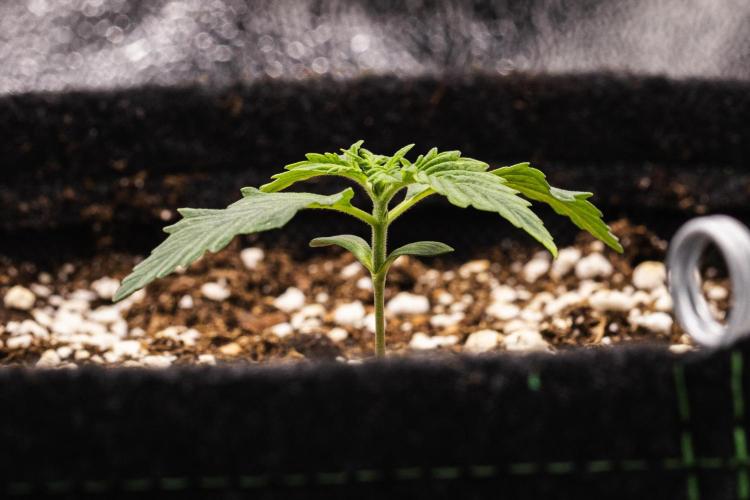 Tropicana Cookies Purple - Farm #21. Week 1 - Tropicana Cookies - Day 1.