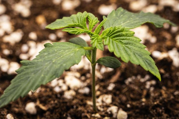 Tropicana Cookies Purple - Farm #21. Week 1 - Tropicana Cookies - Day 1.