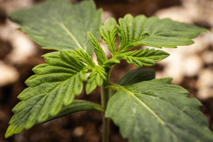 Tropicana Cookies Purple - Farm #21. Week 1 - Tropicana Cookies - Day 1.