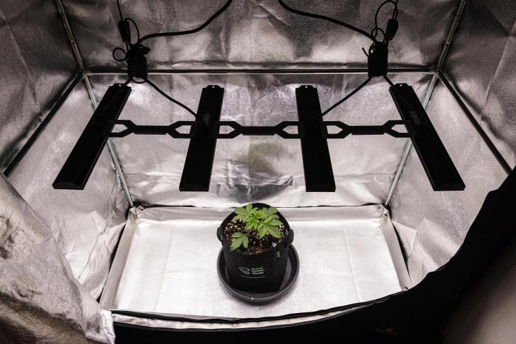 Tropicana Cookies Purple - Farm #21. Week 1 - Tropicana Cookies - Day 7.